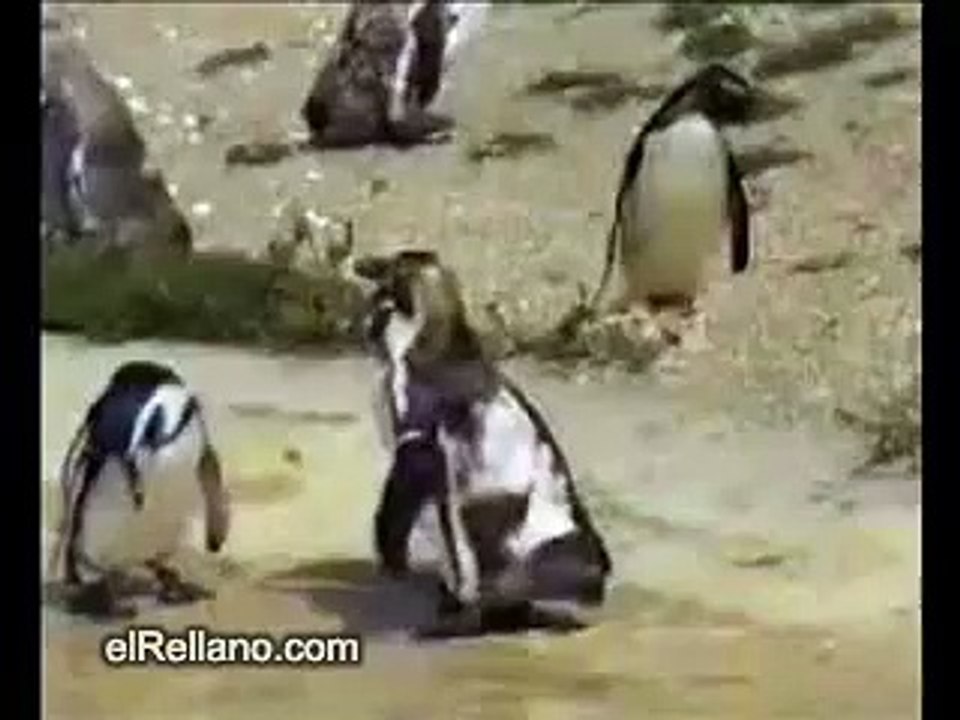 Penguins Dancing