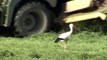VIT STORK  White Stork  (ciconia ciconia)  Klipp - 1240
