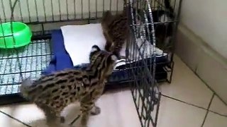 Asian Leopard Cat With Domestic Cat
