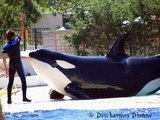 MarineLand Antibes: Valentin