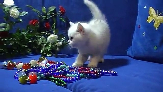 британский котенок шиншилла Южная Прелесть Ночи