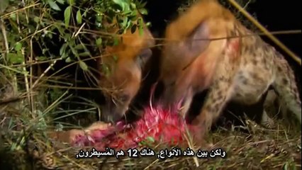 ពស់ស៊ីក្ដាន   dog vs smart real fight    Lion vs Rhino !!! Amazing Fight #2