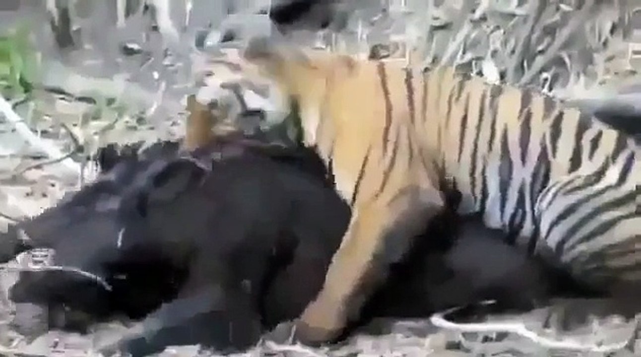 Tiger Attacks Wild Boar - Intense [HD]