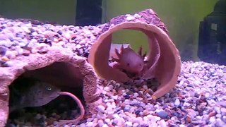 Axolotl Mexický (Bolek , Lolek a jejich první žížaly:-)