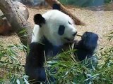 giant panda mom of 