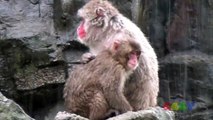 일본 원숭이 ( Japanese Macaque )