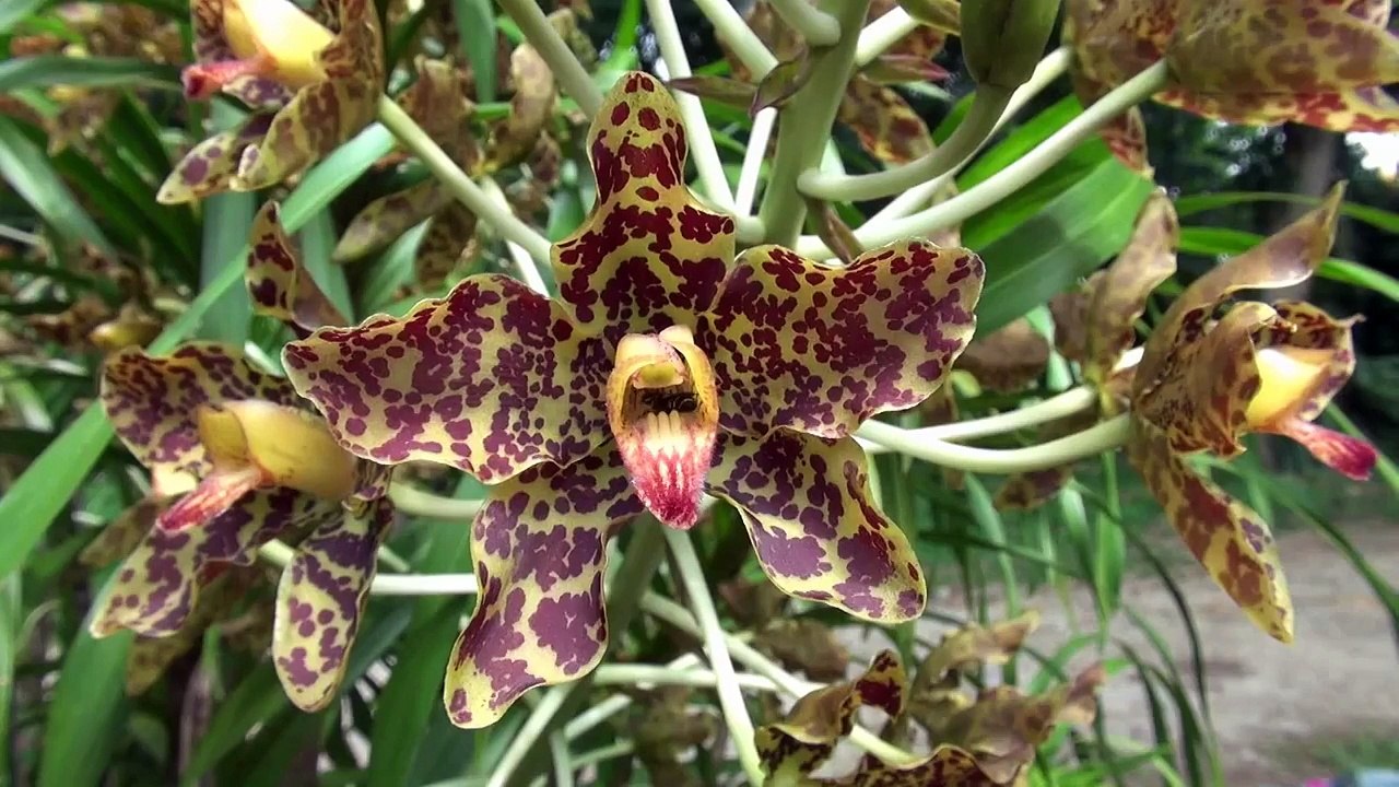 Bee at Tiger Orchid (08Aug2014e)