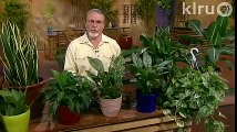 John Dromgoole--indoor plants:  Central Texas Gardener