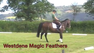 Westdene Magic Feathers from Exmoor Eventing