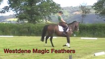 Westdene Magic Feathers from Exmoor Eventing