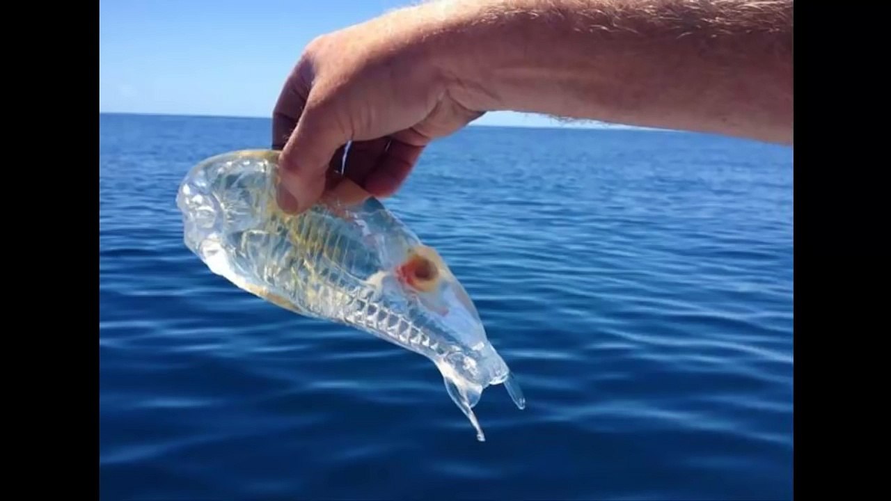 Hombre encuentra extraño pez transparente en Nueva Zelanda