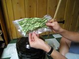 Dry hopping an Orange Rye IPA with homegrown Centennial hops