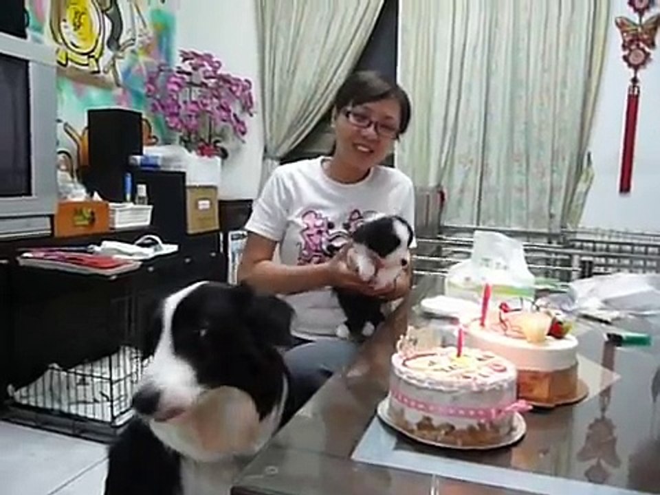 邊境牧羊犬 小飛飛滿月~影片 1