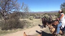 Horseback riding among the giant saguaro cactus in Arizona