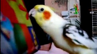 Cockatiel Sings Andy Griffith Song