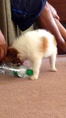 CUTIEST DOG EVER!!!!CHIHUAHUA AND HALF PAPILLON MIX