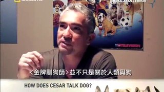 Cezar Milan talk of dogs -- 金牌馴狗師心得分享
