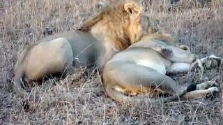 Thornybush Game Reserve - Lions  - 2 Brothers Big Beautiful and Tender