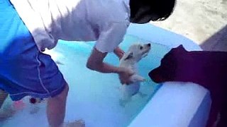 Westie Babies Swimming Lesson I