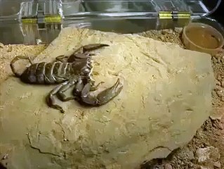 Scorpion throwing off their shells