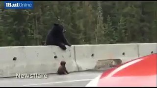 Incredible moment black bear saves her tiny cub from oncoming traffic