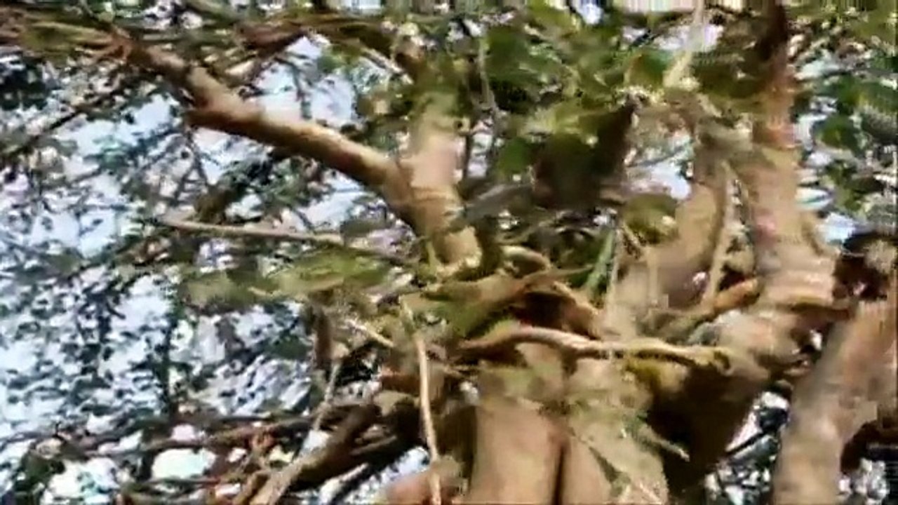 Sonidos del campo 3a parte
