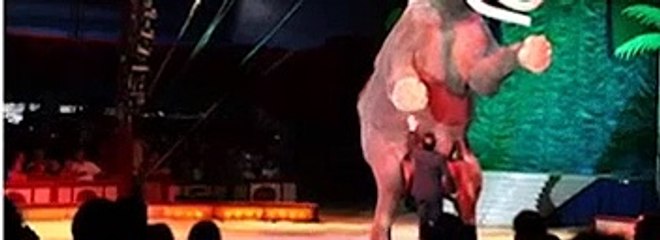 Elefanten bei Circus Krone 2011 [Full Episode]