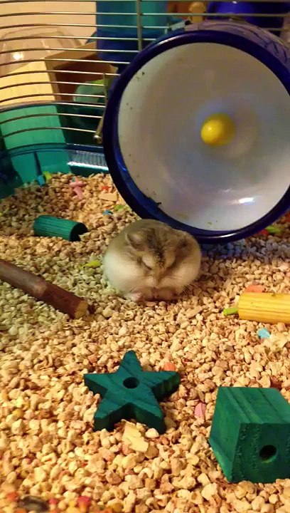 Hamster Sleeping!!!