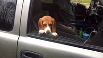 Le beagle qui ne voulait pas qu'on ferme la fenêtre !
