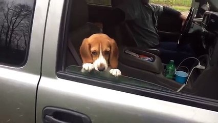Le beagle qui ne voulait pas qu'on ferme la fenêtre !