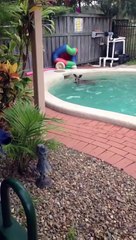 Crazy Kangaroo swimming in the pool!!