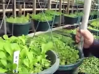 Food Love: Growing Power (Part 1 of 3)