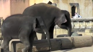 Elefanten Behavioural Enrichment [Full Episode]