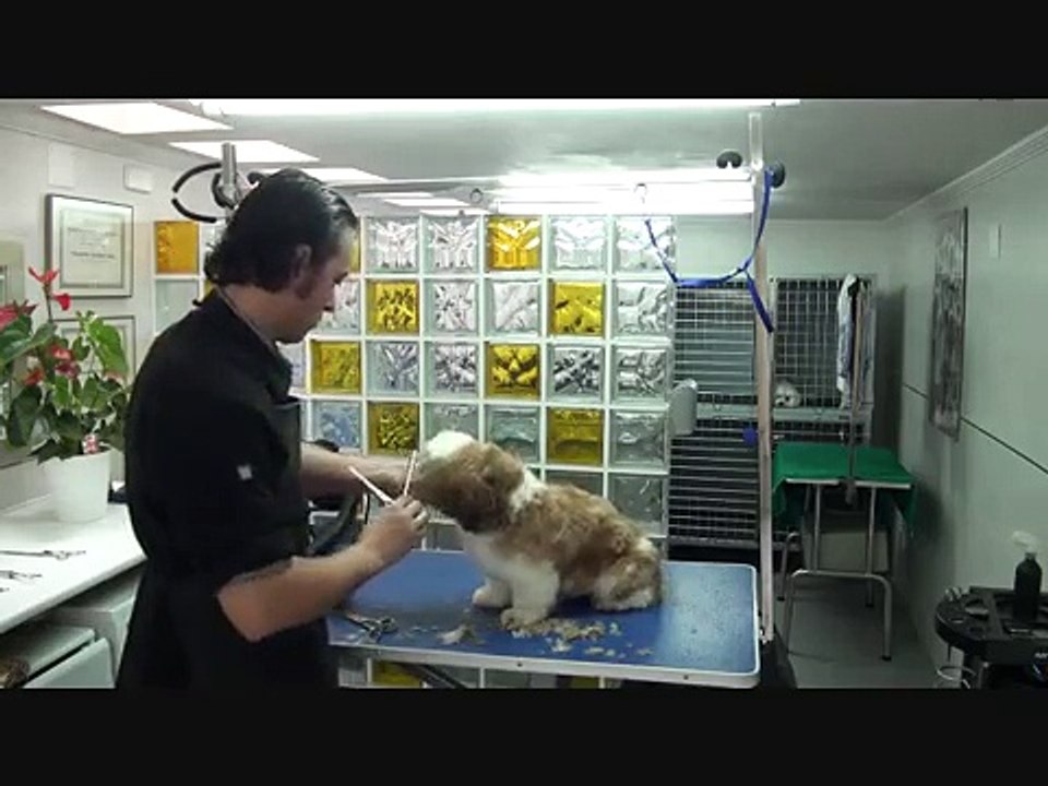 CORTE SHIH TZU HUGO PESQUERA