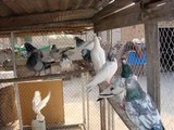 pakistani sahiwal highflyers pigeons 1