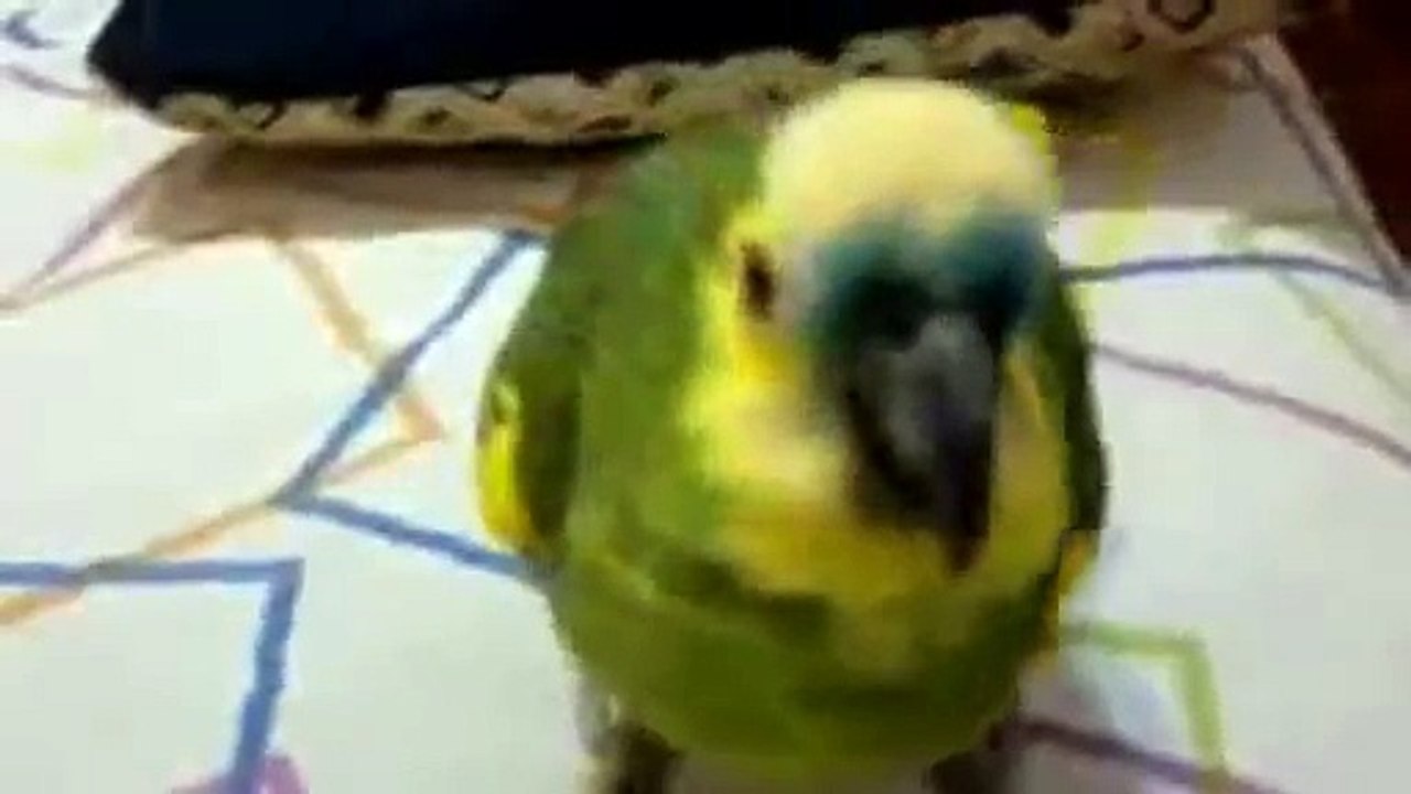 LOROS: MI LORA BRENDA, "CANTANDO POR UN SUEÑO"