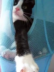 elias in his haunt music:Contagious Hallucinations