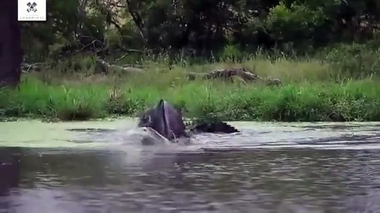 Timsah antilop ve leopar savaşı