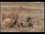 10 Sırtlan dişi aslana saldırıyor!
