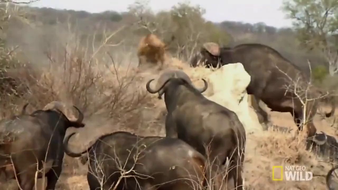 Aslanlar ve Bufalo Sürüleri - Ölümcül Savaşlar
