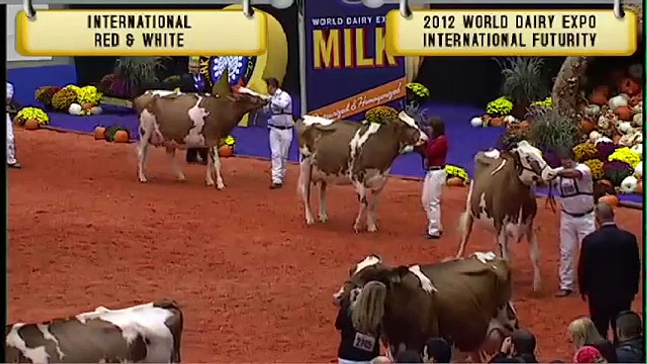 Red & White - World Dairy Expo International Futurity