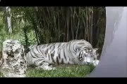 Bílý tygr zabije muže, který spadl do klece v Indii