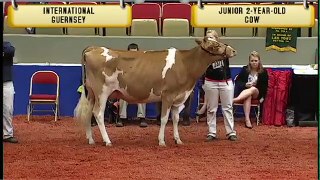 Guernsey - Junior Two-Year-Old Cow