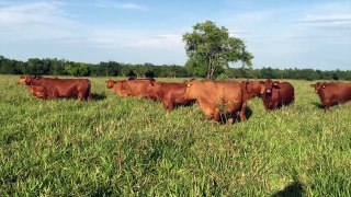 Vacas Brangus Rojo en Rancho Los Nogales en pasto Brizantha MG5