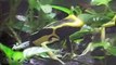 Poison dart frogs eating