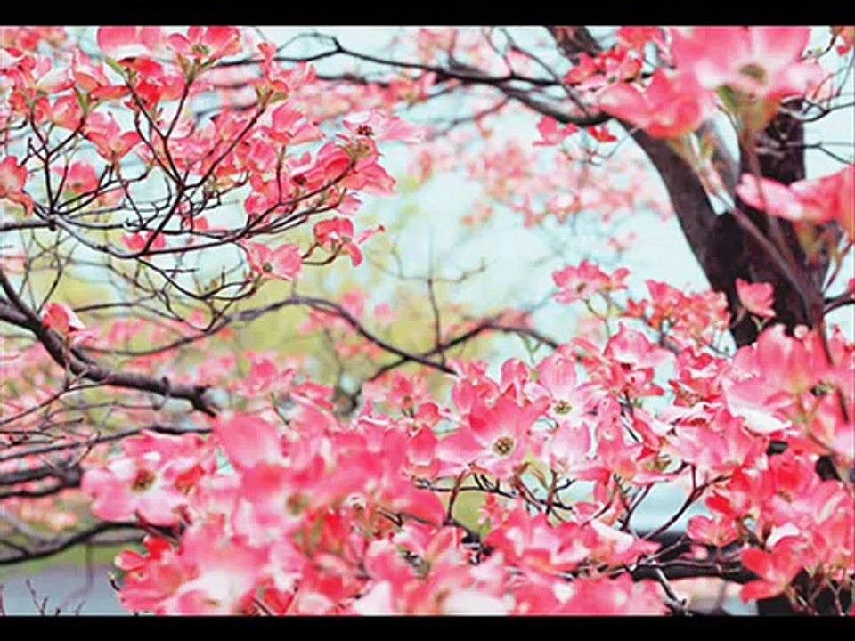 Najljepše dalmatinske pjesme po mom izboru