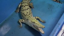 イリエワニ スイカ爆破　Albino Salt water crocodile blows water melon off