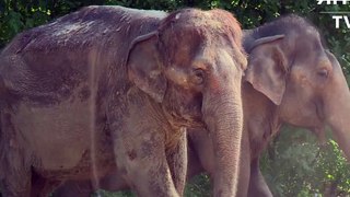 Dusche für Elefanten im Berliner Zoo [Full Episode]