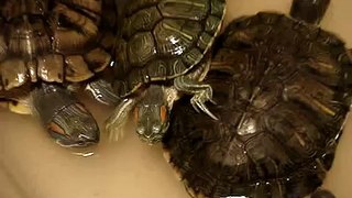 My turtles (red-ear slider)