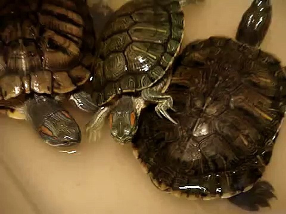 My turtles (red-ear slider)